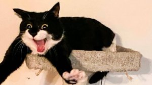 14Приколы с котами! Смешные коты - Самые смешные животные С ОЗВУЧКОЙ! Ржака!!