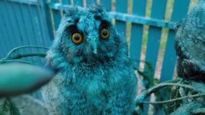 Танцующие совята: вроде голодные, а вроде и нет...