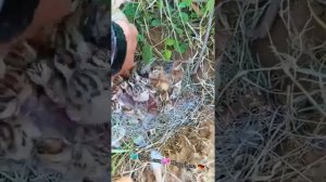 71e41cd1-aa40-41bf-8857-8b5fc5d21951.mp4
