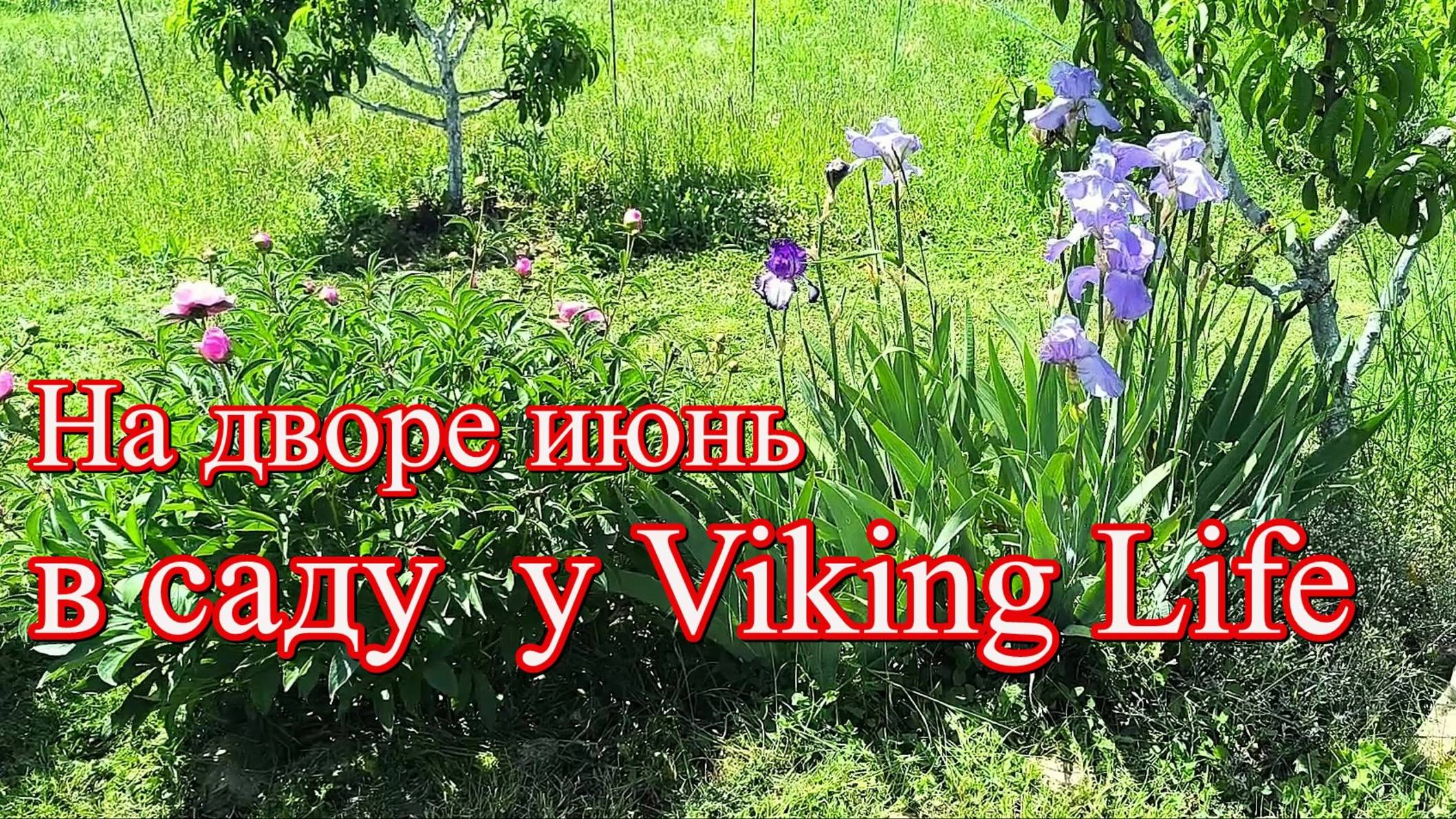 381 Июнь в саду у Viking Life