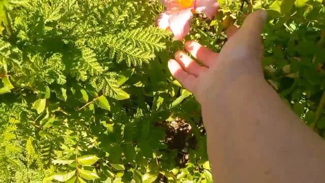 Пишем расписки. Жара, духота.