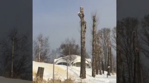 Удаление деревьев - LiWood