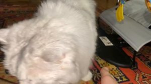 Кото-зефирка: Самый мягкий питомец в мире