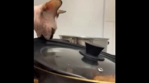 СМЕШНЫЕ КОТИКИ 1