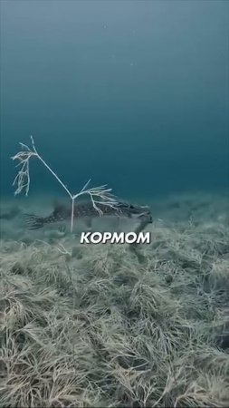 Клип @historytyt