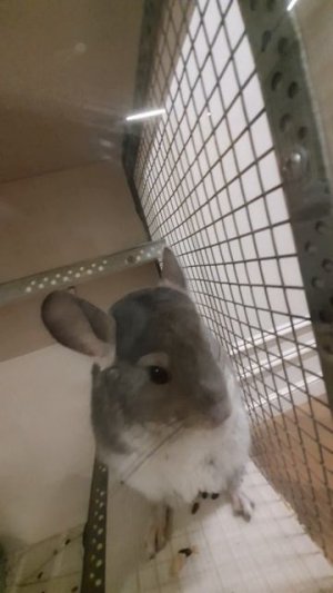 шиншилла