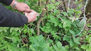 Секатор (сучкорез) с храповым механизмом.