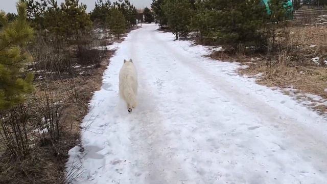 Сугробов нет но ведьму все равно сожгли