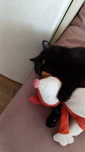 Снежа с лисой🦊🐱