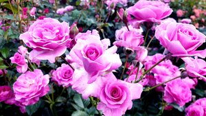 Цветение розы Лаванда Парфюм.