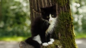 Rio Grey Claws*RU maine-coon