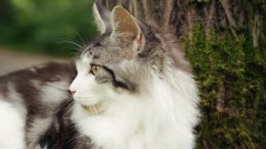 Котенок мейн кун (maine-coon) Platinum Grey Claw`s черный серебряный мраморный с белым (ns09 22)
