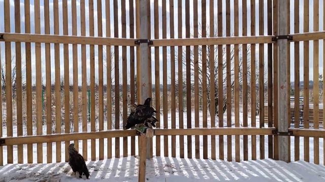 Коростель потерявшийся в соломе