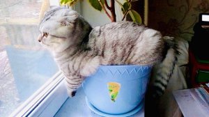 28ПРИКОЛЫ С ЖИВОТНЫМИ ДО СЛЕЗ 2025 Смешные КОТЫ И СОБАКИ Приколы