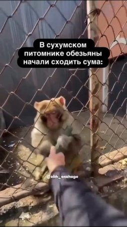 они такие...