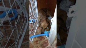 Рыжик пёс с онкологией