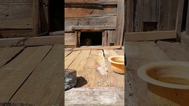деревня,