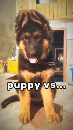 #puppy vs now#germanshepherd