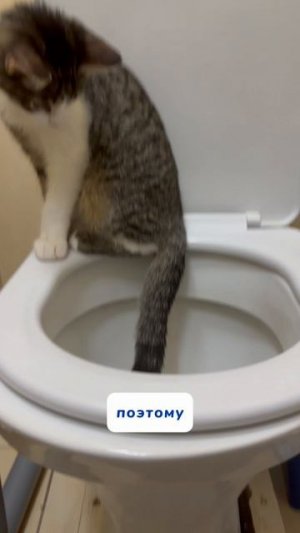 Кот и унитаз Артикул на пасту WB #234577722 
Ozon #1664064287