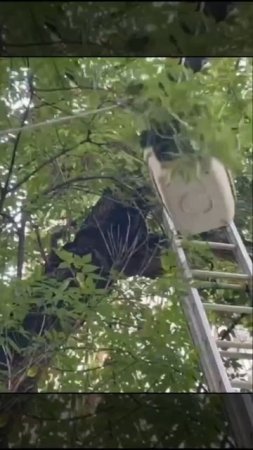 🐈На улице Щербаковская котенок забрался на дерево, а слезть уже не смог🐈