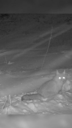 Корсак откапывает нору под снегом ч2