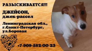 Пропала собака! ДЖЕЙСОН, джек-рассел. Ленинградская обл., г.Санкт-Петербург.