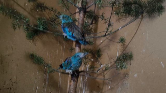 Не врановые воронки