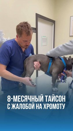 Хромота у молодого бульдога Тайсона