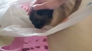 Маруся лежит в пакете