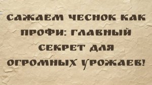 Сажаем чеснок как профи: главный секрет для огромных урожаев! (Чили Донелла)
