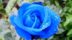 Мантра гармонии, спокойствия, счастья и мандалы. 💜