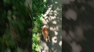 Сеня как сыщик, всю дорогу что то искал))