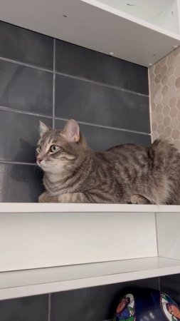 Милый котик наблюдает