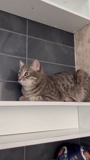 Милый котик наблюдает