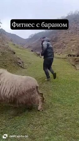 Фитнес с бараном