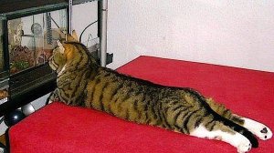 19ПРИКОЛЫ С ЖИВОТНЫМИ ДО СЛЕЗ 2025 Смешные КОТЫ И СОБАКИ Приколы