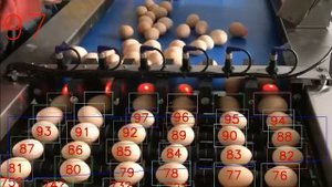 Счетчик яиц на транспортере с помощью обычной камеры