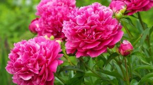 Пионы в Ботаническом саду. 🌺🌺🌺