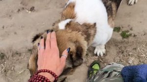 Взяли из приюта какого-то балалая