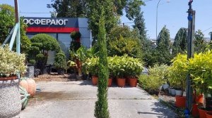 Кипарисовик SEMPERVIRENS TOTEM, CLT 8