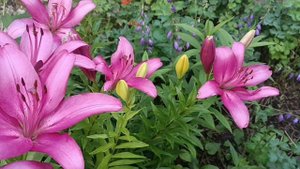 Я подарю вам ландыши!