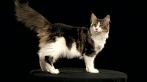 Кошка мейн-кун Cuzzoe Umbra of Mainemarie
