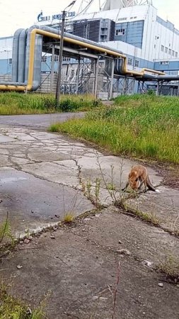 Гостья 2