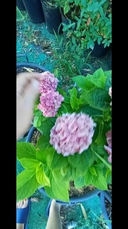 Бедная гортензия. Португалия.