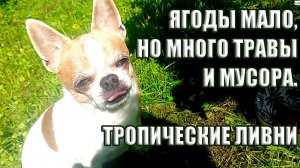 42. ЛЕТО В НОВГОРОДСКОЙ ДЕРЕВНЕ: ЯГОДЫ МАЛО, ТРАВЫ МНОГО. МУСОРНЫЕ РАЗБОРКИ И ЛЕТНИЙ ДУШ