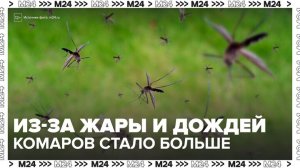 Количество комаров увеличится в Москве из-за аномальной жары и затяжных дождей - Москва 24