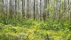 Поэзия Любви *** ЛЮБЛЮ ДОРОГАЯ... *** (with music), автор Сафронов И.В.