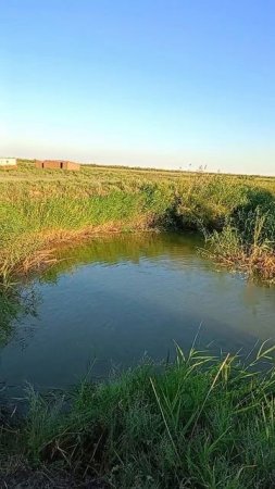 Рыба, аууу