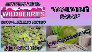 "ФИАЛОЧНЫЙ БАЗАР" - продажа фиалок. Товары для фиалок.