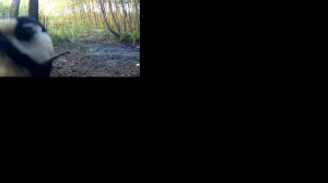 Дятел долбит по фотоловушке! Последствия